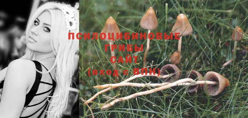 Галлюциногенные грибы Psilocybe  Качканар 